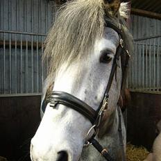 Anden særlig race Beauty 