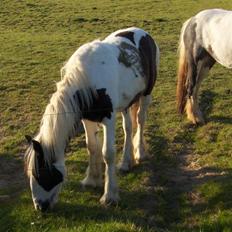 Irish Cob Arwen Irish Aloud