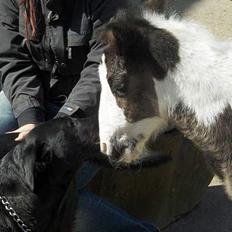 Irish Cob Arwen Irish Aloud