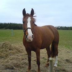 Anden særlig race Enggårdens Linea