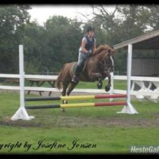 Anden særlig race Dixie † 27 jan. 2008 -