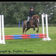 Anden særlig race Dixie † 27 jan. 2008 -