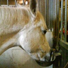 Anden særlig race Bella *SOLGT*