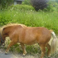 Shetlænder Lucky Player (Hingst) RIP