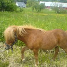 Shetlænder Lucky Player (Hingst) RIP