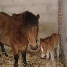Shetlænder stella (solgt)