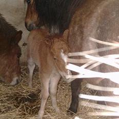Shetlænder stella (solgt)