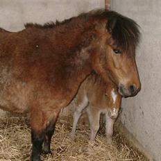 Shetlænder stella (solgt)