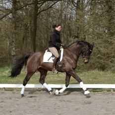 Dansk Varmblod Sundorfs Manon 