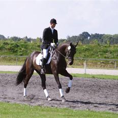 Dansk Varmblod Sundorfs Manon 