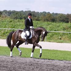 Dansk Varmblod Sundorfs Manon 