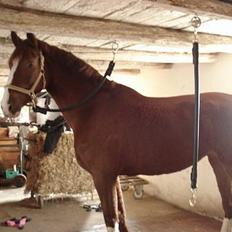 Hollandsk Varmblod Rolanda *DøD*:(