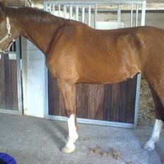 Hollandsk Varmblod Rolanda *DøD*:(