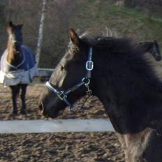 Anden særlig race *Jacques Nobest* SOLGT: (