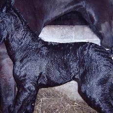 Anden særlig race *Jacques Nobest* SOLGT: (