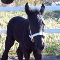 Anden særlig race *Jacques Nobest* SOLGT: (