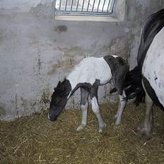 Irish Cob Aicha Surprise