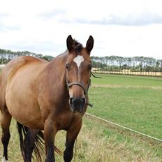 Dansk Varmblod Sila Mandø