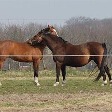 Dansk Varmblod Sila Mandø