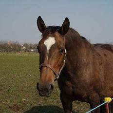 Dansk Varmblod Sila Mandø