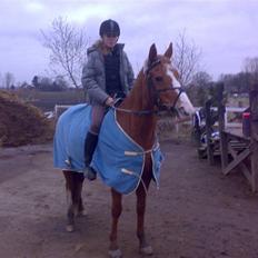 Hollandsk Sportspony  | Chantelle <3 - SAVNET !! <3