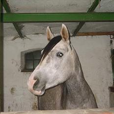 Arabisk fuldblod (OX) Mujallin (Solgt)