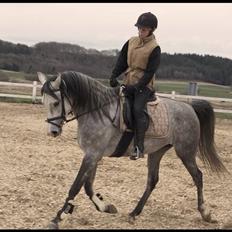 Arabisk fuldblod (OX) Mujallin (Solgt)