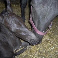 Dansk Varmblod Hjothekærs Comtesse  