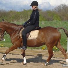 Anden særlig race Prins Piscala*Gamle part*