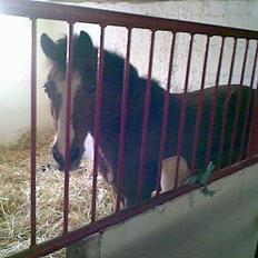 Anden særlig race sissi victoria