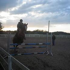 Dansk Varmblod Jeanet Von Pøl <3 R.I.P