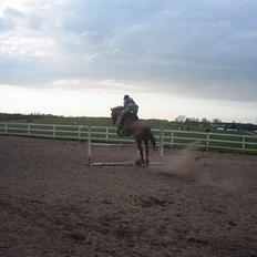 Dansk Varmblod Jeanet Von Pøl <3 R.I.P