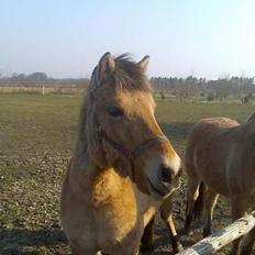Anden særlig race Gravgaard's Musse