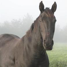 Anden særlig race Samson