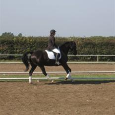 Anden særlig race Samson