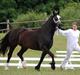 Welsh Cob (sec D) Merlen Puffin