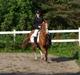 Hollandsk Sportspony  | Chantelle <3 - SAVNET !! <3