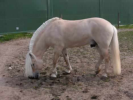 Fjordhest Højgaards Bacardi Solgt - er lidt beskidt billede 2