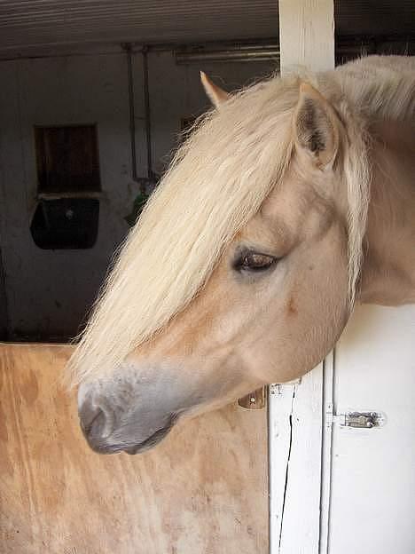 Fjordhest Højgaards Bacardi Solgt - snak nu med mig! billede 5