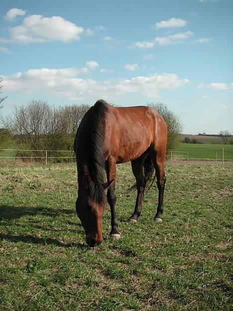Anden særlig race Zargo - Zargo marts 2007, lige efter jeg har købt ham. billede 2