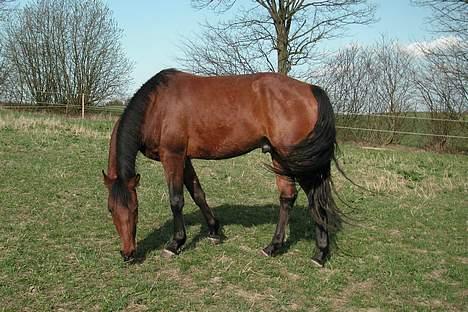 Anden særlig race Zargo - Zargo faldt hurtigt til og er en god hest i en flok. billede 3