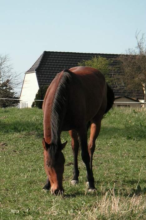 Anden særlig race Zargo - marts 2007, Zargo har været min i en uge billede 4