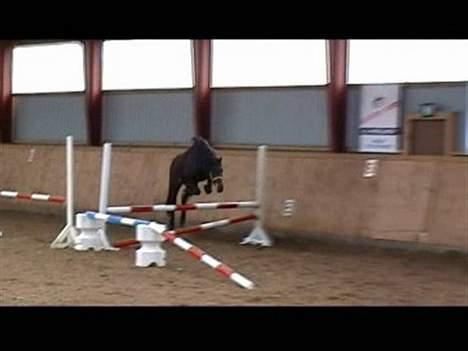 Connemara Nørlunds Falcon <33 ©® - Baby første gang han sprang og første gang han så et spring<333 Foto: Taget fra film.. Film: Rina ©® billede 18