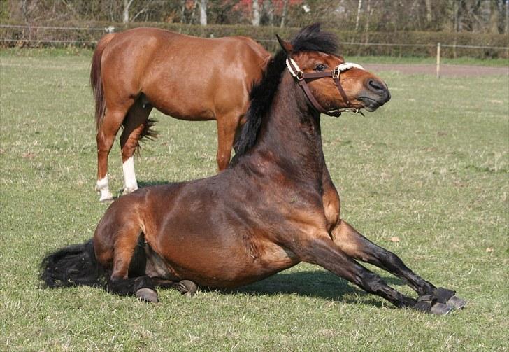 Anden særlig race Nuggi - #17 April 2010 billede 17