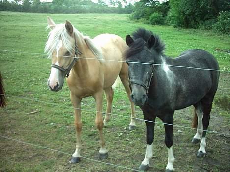 Anden særlig race Lucky /solgt - Mig og Elvira. Elvira er lige blevet 1 år. Elvira er Ane´s anden pony. Ane haved fødselsdag den dag. billede 18