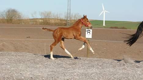 Dansk Varmblod Kalhave's De Nora - Fuld galop d. 13-4-07 billede 10