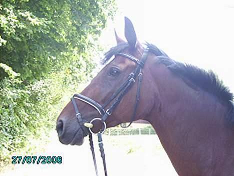 Oldenborg Møllevangs Felicia - Det var svært at få et godt billede den dag, fordi fluerne var overalt, men syntes det her er godt.  billede 2