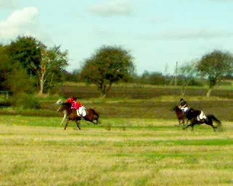 Oldenborg Møllevangs Felicia - Her i fuldblods opløbet, vi ligger yderst nede bagved. Undskylder igen kvali.  billede 8