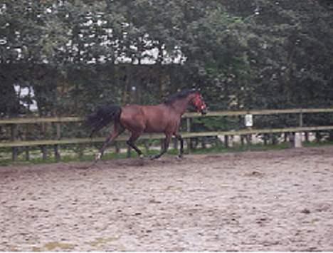 Oldenborg Møllevangs Felicia - Her har vi så Felle i fri figur, som hun dog kan ;) billede 10