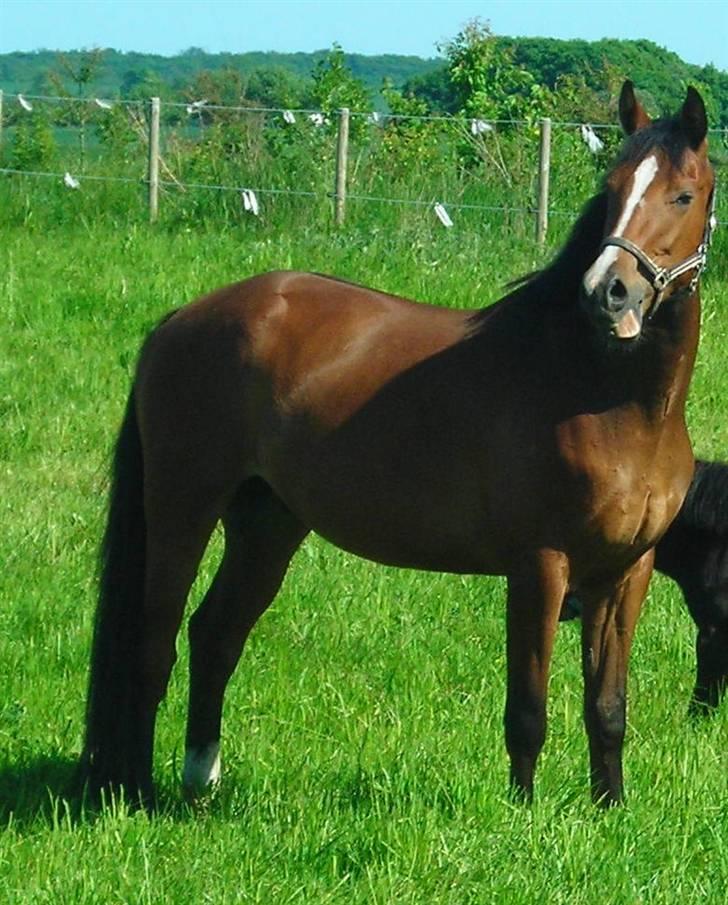 Dansk Varmblod Jeaton (aflivet) billede 12